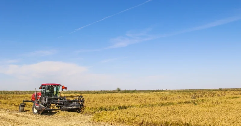 Биыл елдегі күріш алқаптары тағы 7,5 мың гектарға қысқарады