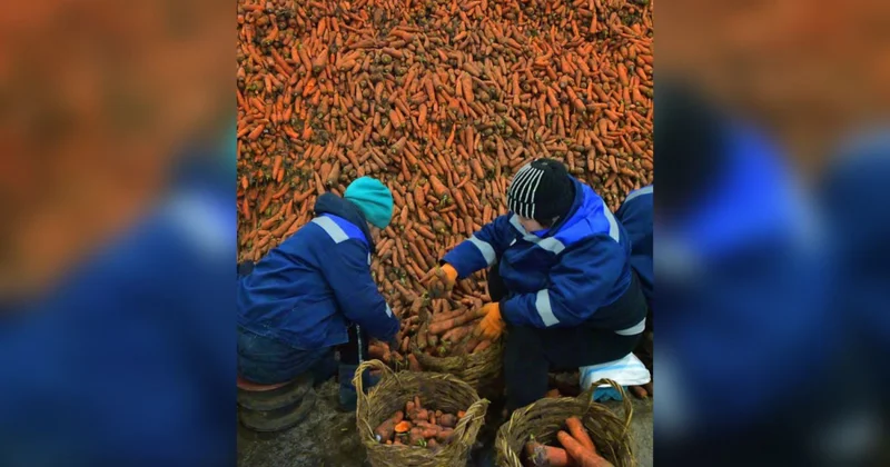 Қойма толы сәбізді күресінге тастаймыз ба?