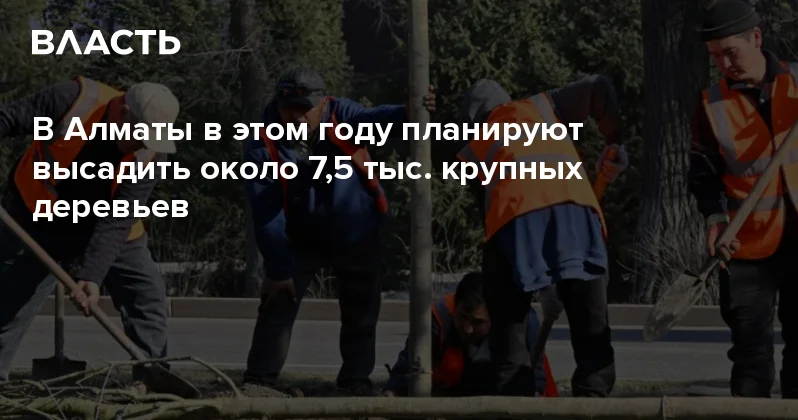 В Алматы в этом году планируют высадить около 7,5 тыс. крупных деревьев Аналитический интернет журнал Власть