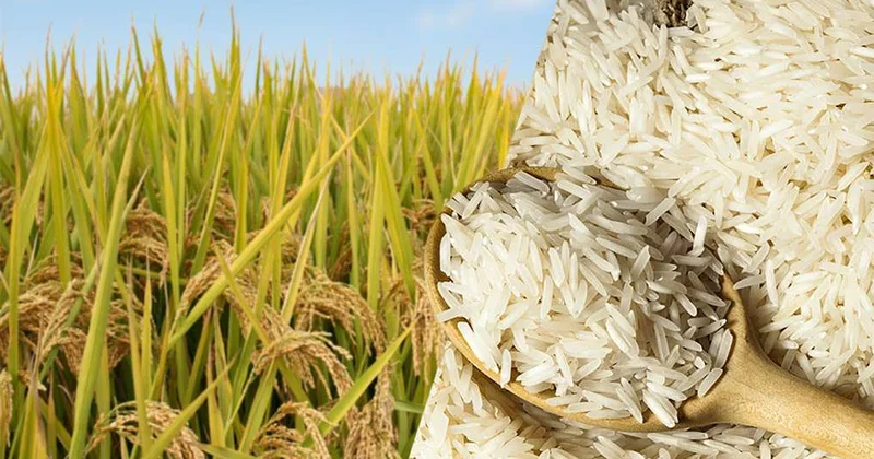 В регионе запущен рисовый цех