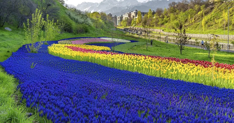 Алматыда биыл 7,5 мың ірі көшет отырғызылады