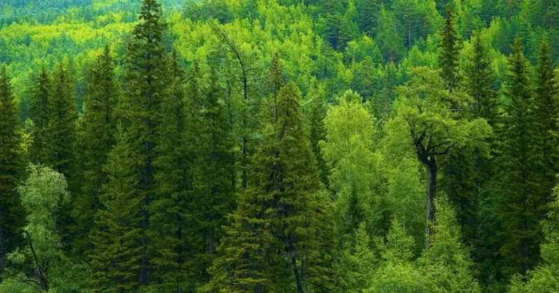 Қазақстанның мемлекеттік орман қоры 60,2 мың гектарға артты