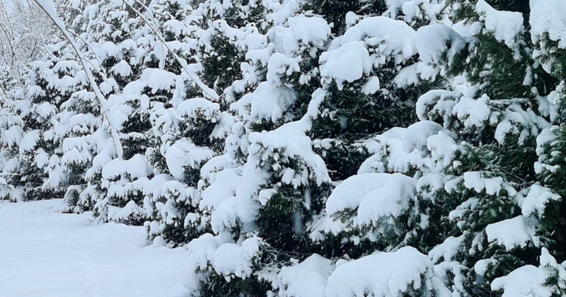 Өскеменде экологтар сары түсті қарға қатысты тексеруді аяқтады