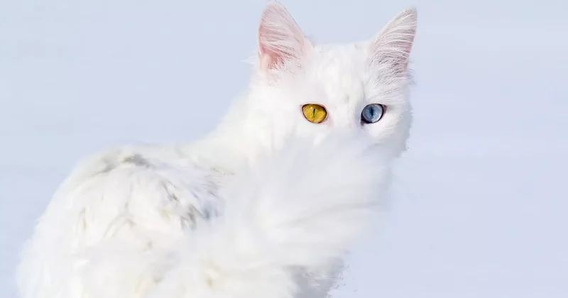 Pantone 2026 жылдың негізгі түсін атады фото