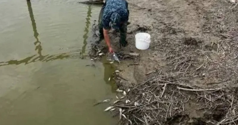 Торғай өзенінде балық қырылып жатқаны рас па?