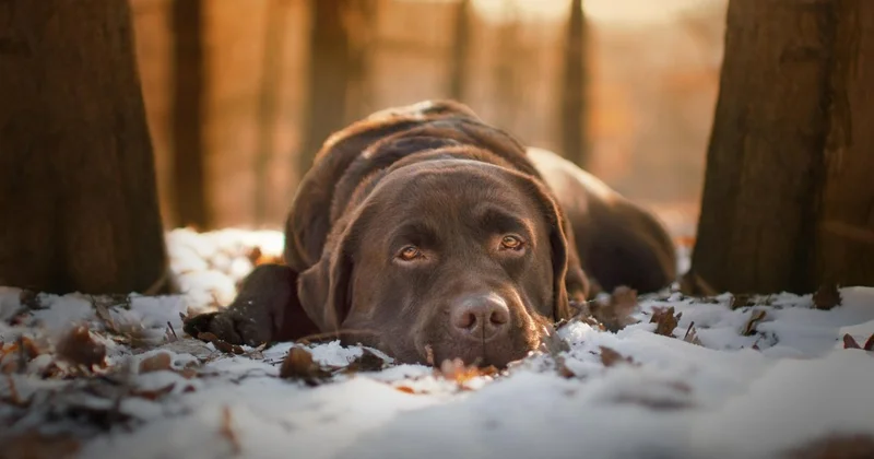 Мужчину, подозреваемого в жестоком обращении с собакой, избили в ВКО