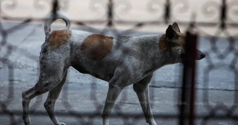 Ақмола облысында жануарлардың адамға шабуылы жиілеп барады