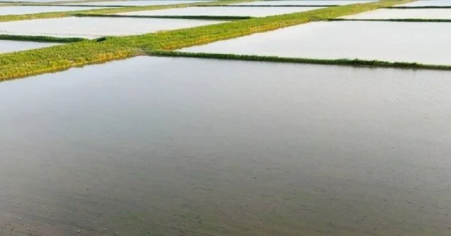 3 жылда егіс алқаптары тұтынатын су көлемі 700 млн текше метрге азайған