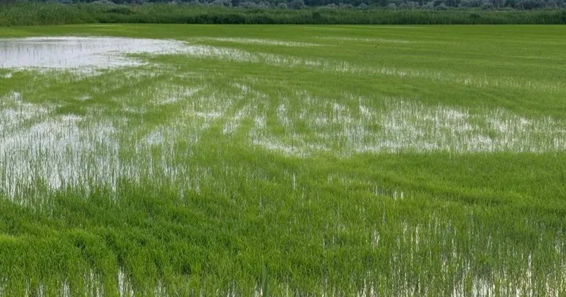 Биыл жазда егіс алқаптарындағы су тапшылығы 1 млрд текше метрге жетуі мүмкін