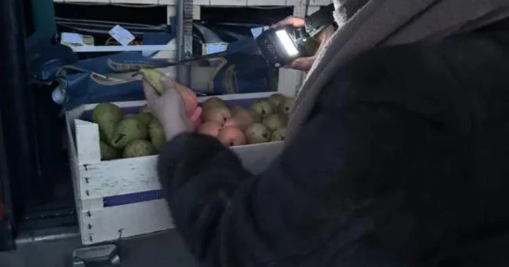 19 тонна алмұрт фитосанитарлық сертификаттың болмауына байланысты Бельгияға кері қайтарылды