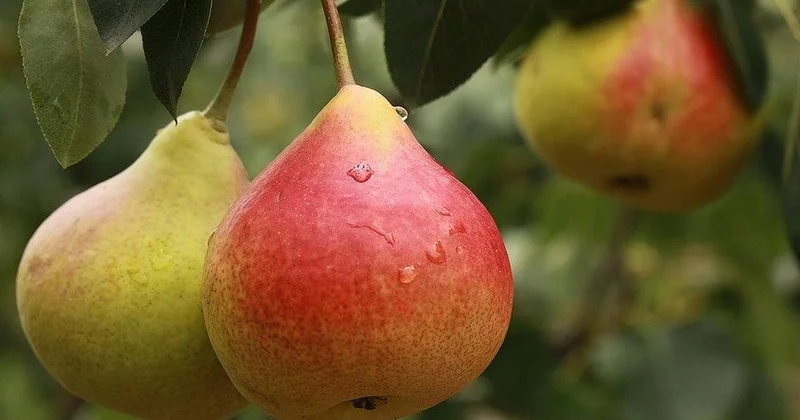 Свыше 19 тонн груш не пустили в Казахстан из Бельгии: в Минсельхозе назвали причину