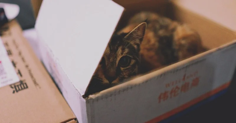 Животные и змеи по почте: почему такие заказы могут быть опасны