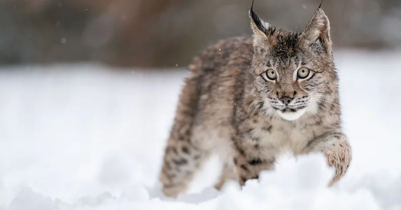 Рысь сбили насмерть в Акмолинской области: полиция ищет водителя