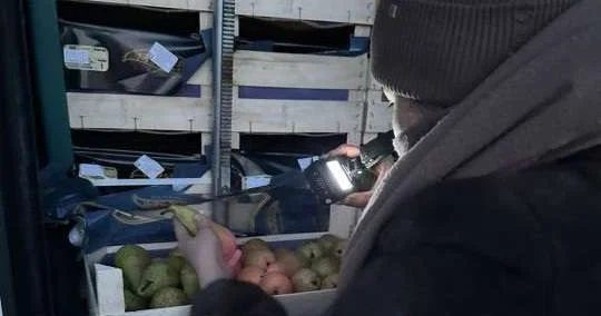 Почти 20 тонн груш вернул Казахстан в Бельгию