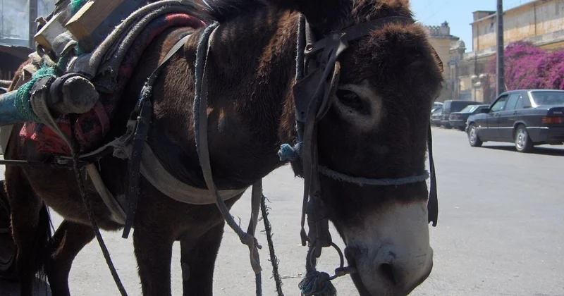 Мужчина ограбил ювелира с помощью погрузчика и скрылся на осле