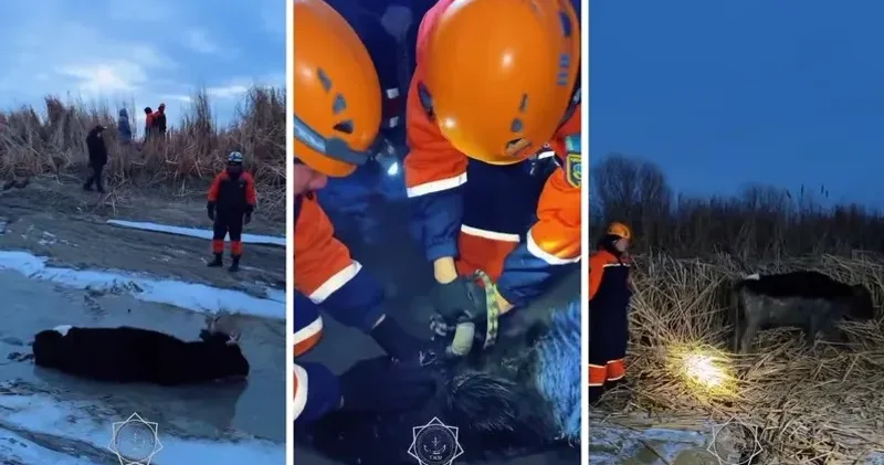 Қызылордада құтқарушылар балшыққа батқан сиырды құтқарды