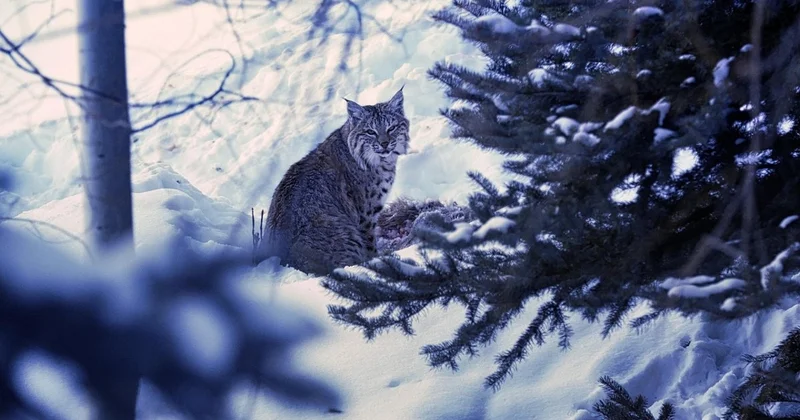 Рысь с раздробленным туловищем нашли в Акмолинской области