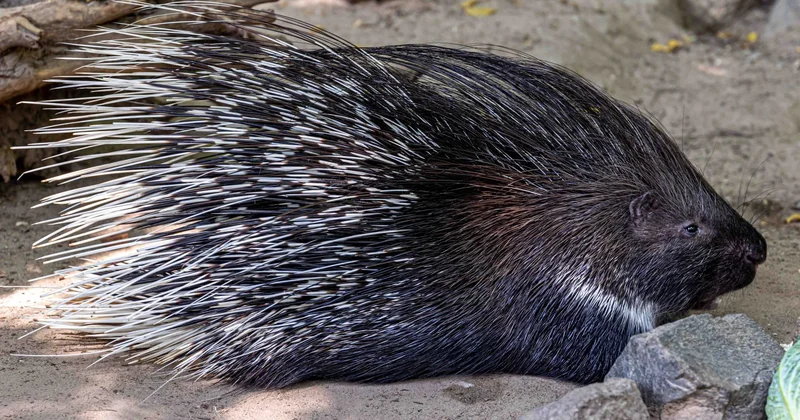 Три краснокнижных дикобраза попали в объектив фотоловушки в горах Алатау