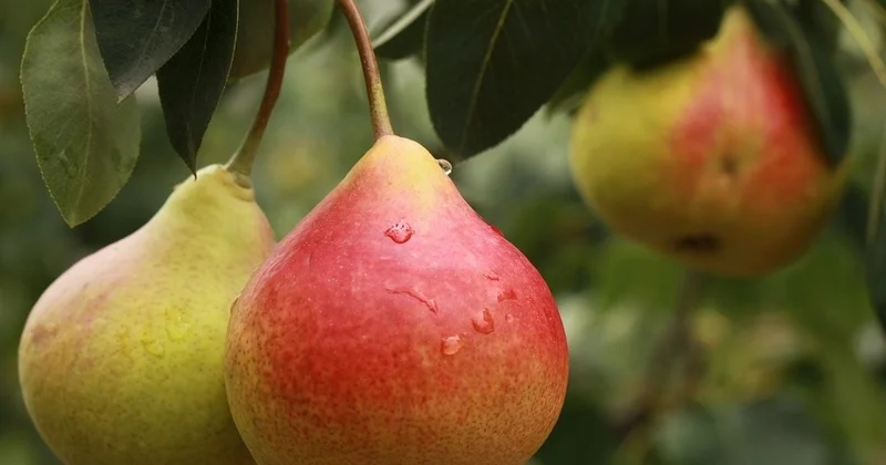 Бельгияға 19 тонна алмұрт кері қайтарылды