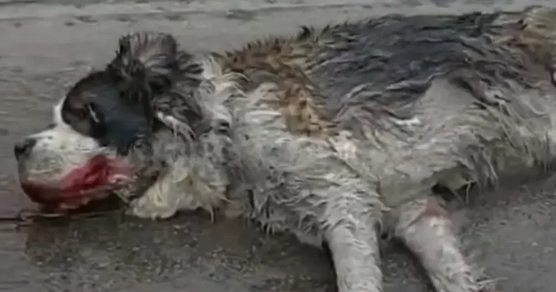 Алматыда біреу итті көлікке байлап, жол бойымен сүйреген: адамшошырлық кадрлар