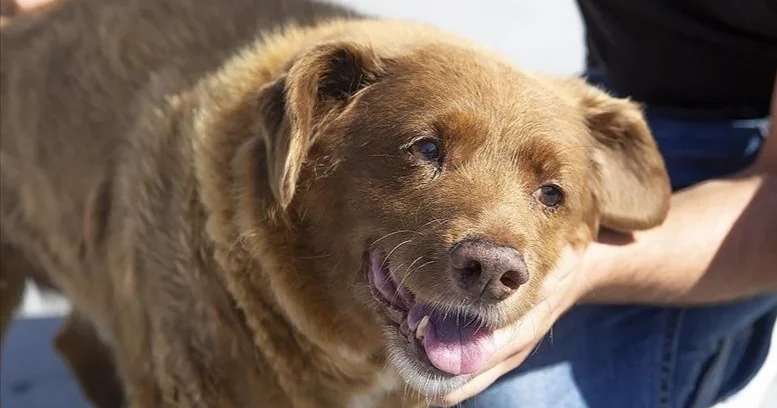 Бразилиялық Сан Паулуда үй жануарларын иелерімен бірге жерлеуге рұқсат етілді