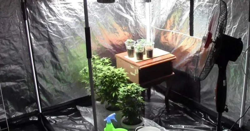 ШҚО да жасырын фитолаборатория анықталып, 1,5 келі есірткі тәркіленді