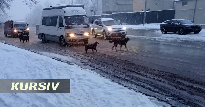 Stray dogs go viral for using crosswalks in Almaty