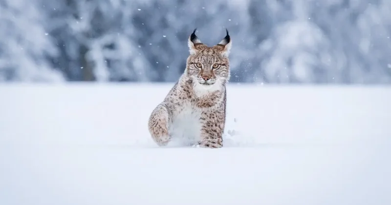 Раненая рысь вышла к людям в Акмолинской области, спасти её не удалось