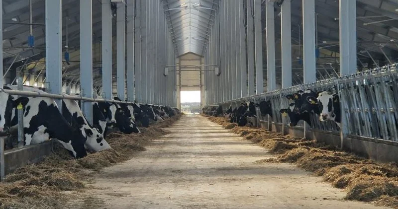 Мал шаруашылығы: Жеңілдетілген несие неше пайызбен беріледі?