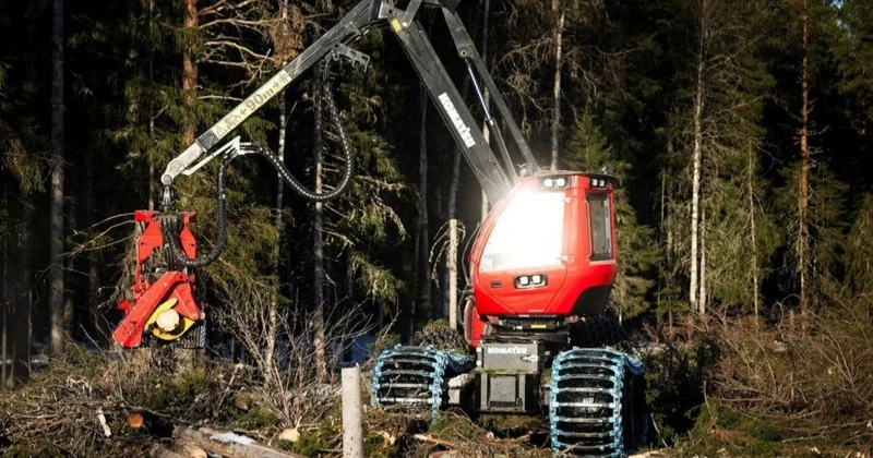 Швецияның соңғы табиғи ормандары ширек ғасыр ішінде жойылып кетуі мүмкін