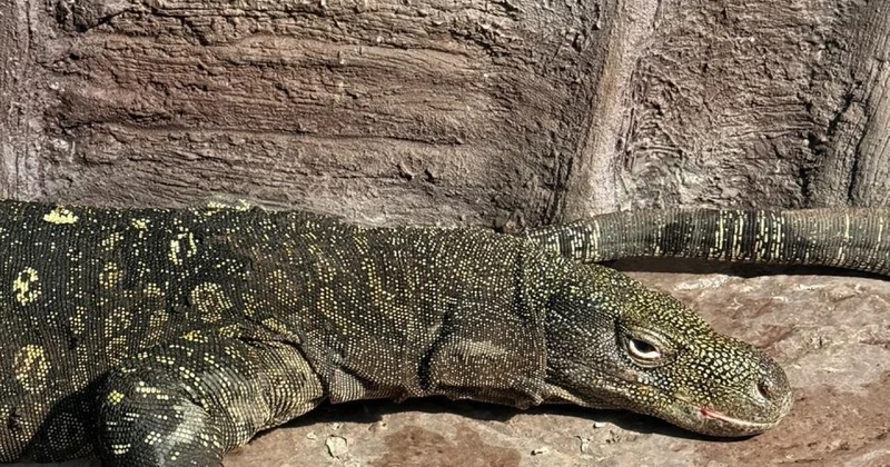 Редкие крокодиловые вараны поселились в Алматинском зоопарке