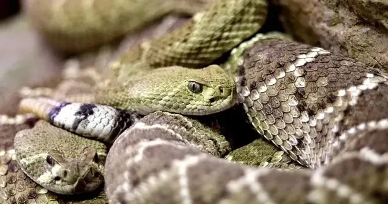 БҚО да жеке тұрғын үйдің еденінің астынан 16 жылан табылған