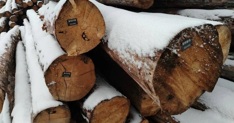 Елімізде ағашты дайындаудан сатуға дейін қадағалау жүйесі тексерілді