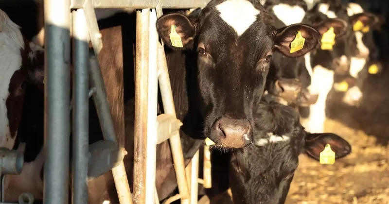 Сиыр сатып алдым : кәсіпкер 20 млн теңге субсидияны жымқырған