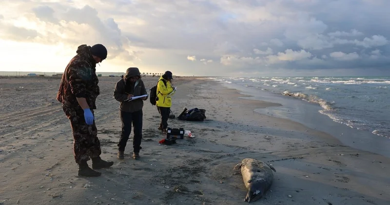 Маңғыстауда соңғы төрт жылда 3 433 итбалық қырылған