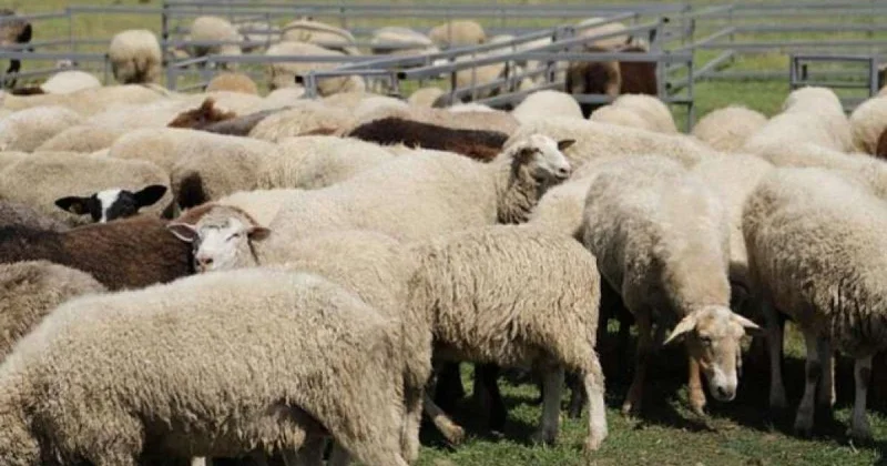 Қой шаруашылығындағы парадокс: мүмкіндік пен шектеу