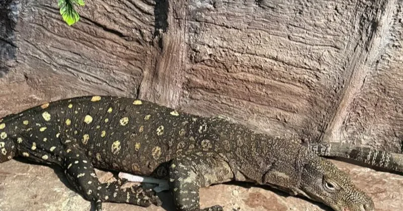 Алматинский зоопарк пополнился гигантскими ящерицами из Новой Гвинеи