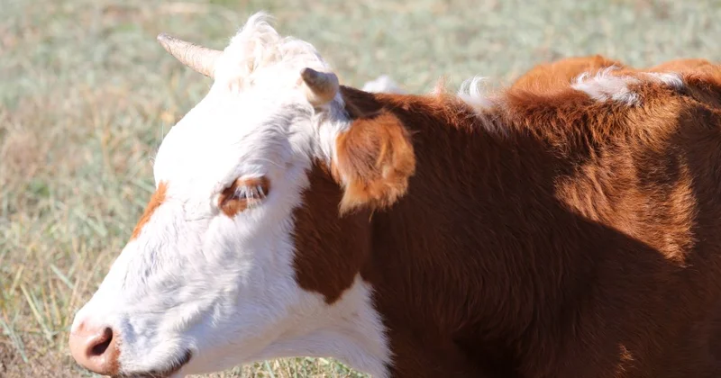 МСХ запустило льготное кредитование животноводства