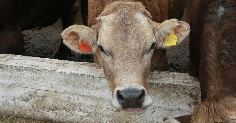 Льготные кредиты под 6% запустили для фермеров в Казахстане