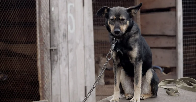Спорный метод или необходимость? Эксперт о судьбе бродячих животных в Казахстане
