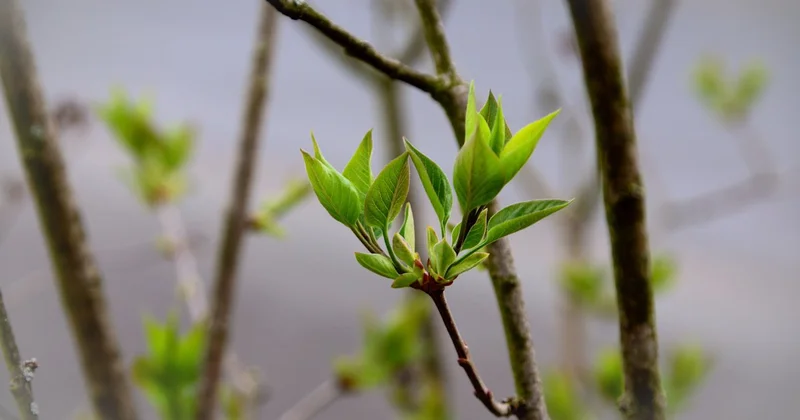 Шымкент ждут резкие погодные контрасты