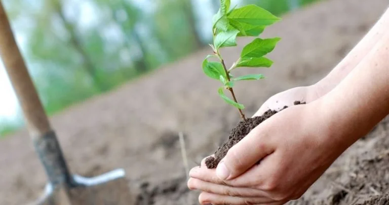 Таза Қазақстан : Орманшылар оқушылармен бірге ағаш екті