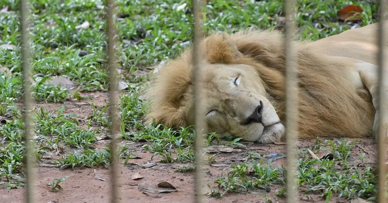 Мужчин, которые забросали камнями львов в биоцентре Семея, задержали
