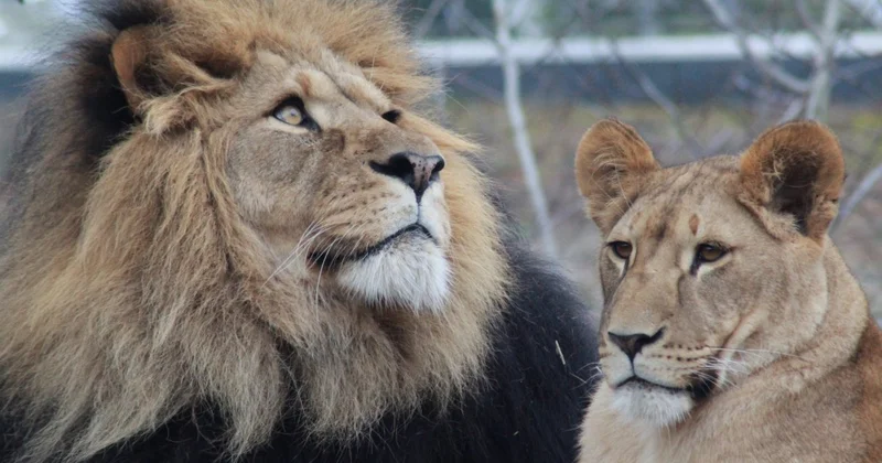 Закидали львов камнями в биоцентре Семея: найдены подозреваемые