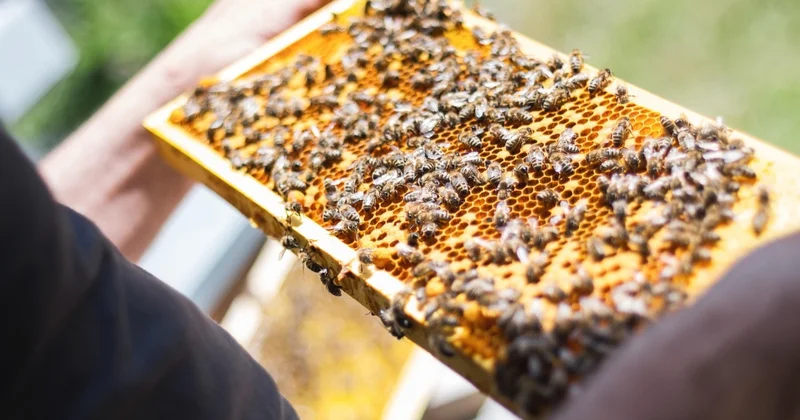 Қазақстанда ара шаруашылығын қалай дамытуға болады