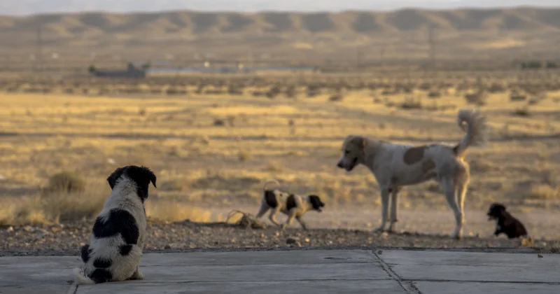 Мы несем потери в мирное время эксперт поддержал поправки в закон об ответственном содержании животных