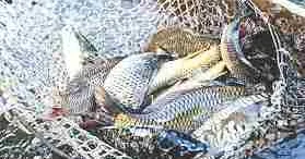 Балық шаруашылығы қарқын алып келеді