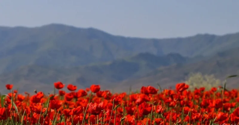 Қазақстанда қызғалдақ жұлғандарға 3 жылға дейін жаза қарастырылған