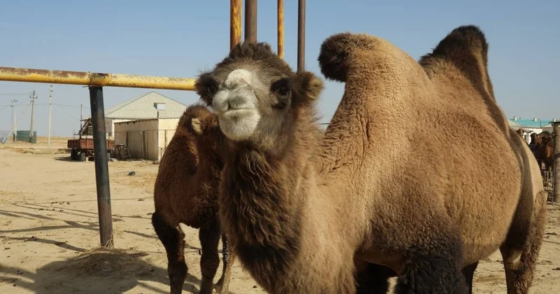 Түйе ұрлаған Арал тұрғыны 5 жылға сотталды