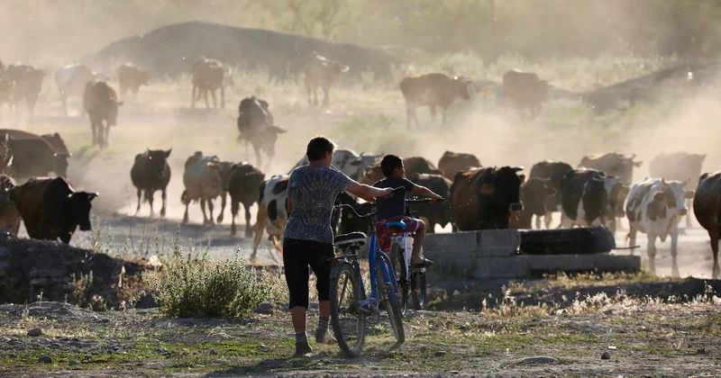 Павлодар облысында мал жаюға бақылау күшейтілді